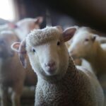 iarna scumpirilor loveste fermele crescatorii de animale se confrunta cu scumpiri in lant 6927e799161ae