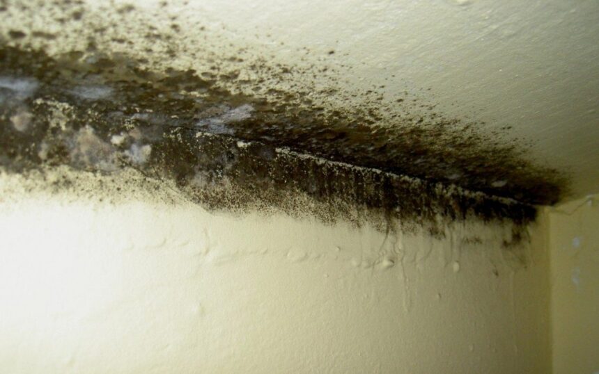 igrasia s a intins la circa 51 dintre locuintele romanilor care sunt cele mai grave probleme cu care se confrunta gospodariile locale 690d53786ba8a