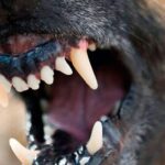 moarte cumplita pentru o batrana de 85 de ani sfasiata de vie de caini intr un sat din vaslui 69225b0843a7d