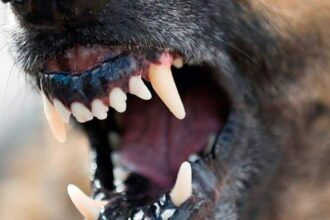 moarte cumplita pentru o batrana de 85 de ani sfasiata de vie de caini intr un sat din vaslui 69225b0843a7d