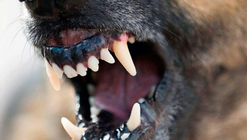 moarte cumplita pentru o batrana de 85 de ani sfasiata de vie de caini intr un sat din vaslui 69225b0843a7d