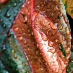 ploi abundente in urmatoarele 24 de ore anm a emis cod galben pentru 8 judete 692965a35327c