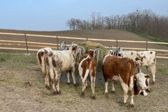 rabia se extinde in iasi bovine moarte focare confirmate in tot judetul 691531f6c23e5