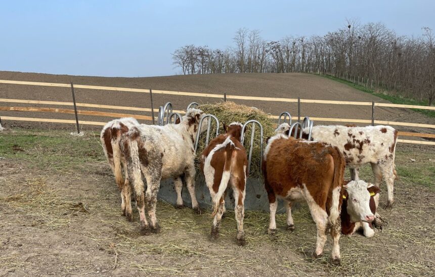 rabia se extinde in iasi bovine moarte focare confirmate in tot judetul 691531f6c23e5