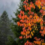 schimbare brusca a vremii de la mijlocul saptamanii dupa zile calde urmeaza o racire severa prognoza pe urmatoarele doua saptamani 692451ef57460