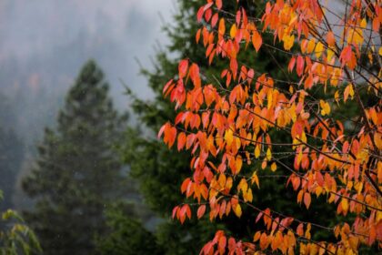 schimbare brusca a vremii de la mijlocul saptamanii dupa zile calde urmeaza o racire severa prognoza pe urmatoarele doua saptamani 692451ef57460