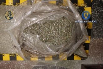 traficanti prinsi in flagrant cu 31 de kilograme de canabis in botosani patru persoane arestate 69247c07a3be9