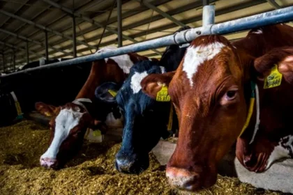 trei comune din judetul iasi se confrunta cu focare de rabie bovinele suspecte de infectie vor fi sacrificate pentru a preveni raspandirea bolii 690aad051fab6