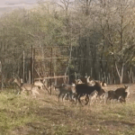 zeci de cerbi lopatari populeaza o zona de langa iasi in sprijinul biodiversitatii 6918602612643