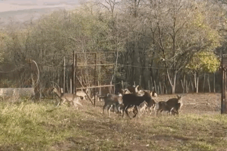 zeci de cerbi lopatari populeaza o zona de langa iasi in sprijinul biodiversitatii 6918602612643