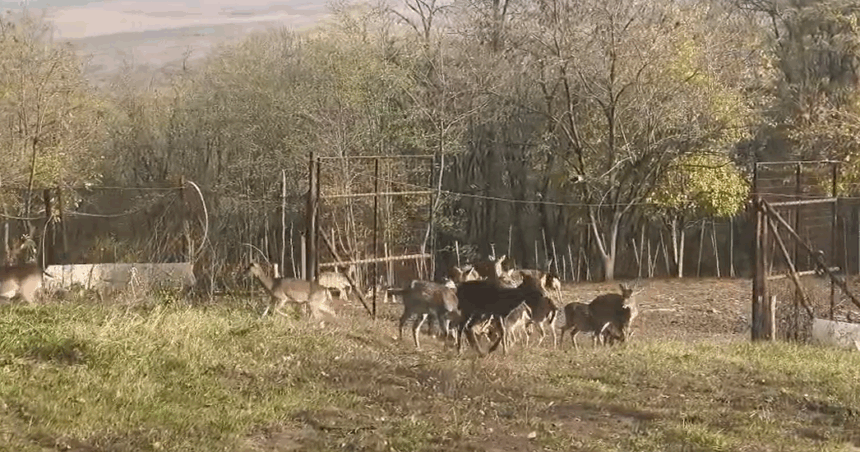 zeci de cerbi lopatari populeaza o zona de langa iasi in sprijinul biodiversitatii 6918602612643
