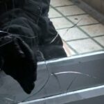 a spart doua case din iasi dar judecatorilor le a fost mila de el nu a reusit sa fure mare lucru 69431abc22147