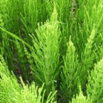 aparatorul legumelor planta care protejeaza gradina si are utilizari medicinale 694304be86ca5