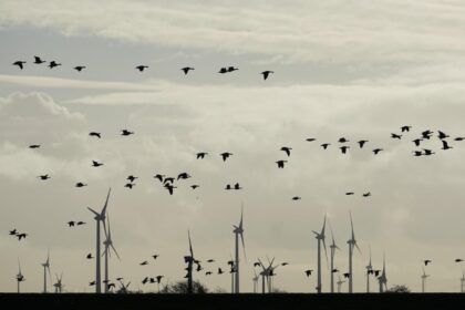 braconaj de pasari salbatice descoperit de jandarmi in prahova le ademeneau cu dispozitive radio si vergele unse cu clei 6954363b1d0aa