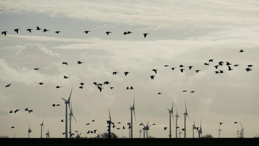 braconaj de pasari salbatice descoperit de jandarmi in prahova le ademeneau cu dispozitive radio si vergele unse cu clei 6954363b1d0aa