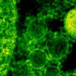 cat de contagioasa este lepra ce spun specialistii 6940053c35aa2