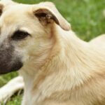 ce boala poti contacta de la cainele tau simptome de luat in seama 69366472e86ad