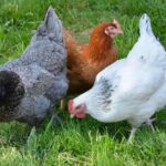 ce gandesc gainile o cercetatoare primeste 4 milioane de duro de la ue pentru a afla 692d73df51b5c