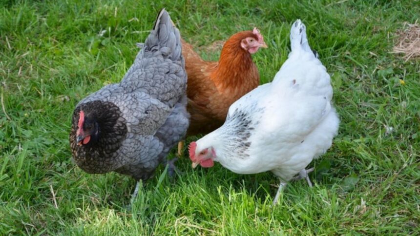 ce gandesc gainile o cercetatoare primeste 4 milioane de duro de la ue pentru a afla 692d73df51b5c