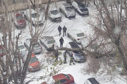 copac doborat de vantul puternic in capitala avertisment din partea autoritatilor foto 694cf48dd3c0d