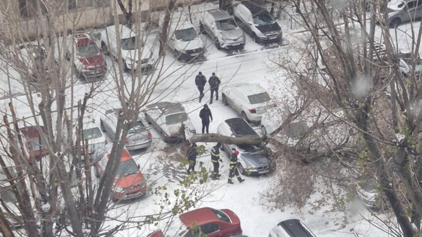 copac doborat de vantul puternic in capitala avertisment din partea autoritatilor foto 694cf48dd3c0d