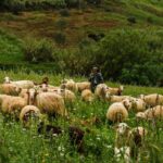 crima la o stana din caras severin un cioban de 64 de ani ucis in urma unui conflict izbucnit intre colegi 6936f721cf7de