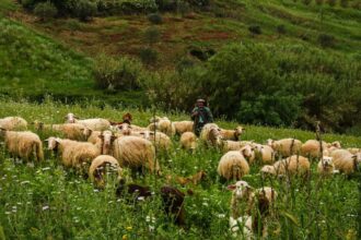 crima la o stana din caras severin un cioban de 64 de ani ucis in urma unui conflict izbucnit intre colegi 6936f721cf7de
