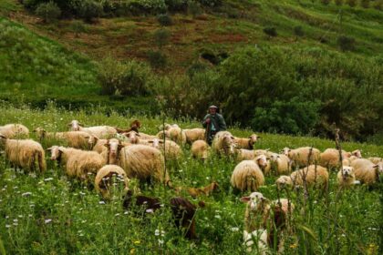 crima la o stana din caras severin un cioban de 64 de ani ucis in urma unui conflict izbucnit intre colegi 6936f721cf7de