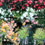 cum protejezi trandafirii iarna trebuie sau nu sa ii acoperi recomandarile gradinarilor cu experienta 6942be5a122a5