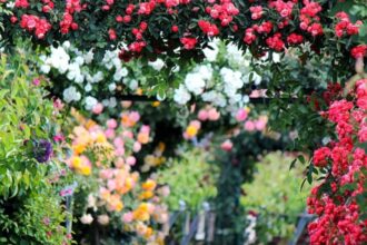 cum protejezi trandafirii iarna trebuie sau nu sa ii acoperi recomandarile gradinarilor cu experienta 6942be5a122a5