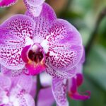 cum trebuie udate corect orhideele si cat de des ce recomanda specialistii 69410f1db8ed3