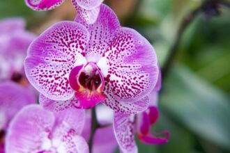 cum trebuie udate corect orhideele si cat de des ce recomanda specialistii 69410f1db8ed3