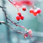 decembrie capricios temperaturi de pana la 14 grade apoi frig si precipitatii cand se schimba vremea 693fff8bf19ea