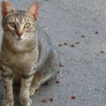 decizie care schimba viata pisicilor comunitare ce pot cere acum cetatenii din sectorul 2 6942d800dc00d