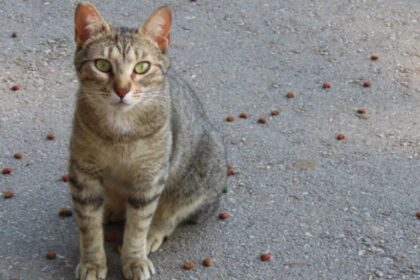 decizie care schimba viata pisicilor comunitare ce pot cere acum cetatenii din sectorul 2 6942d800dc00d