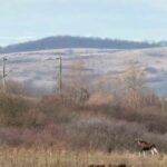 descoperire importanta in romania elan filmat in hunedoara nu se stie de unde ar fi putut veni video 6939a92216d24