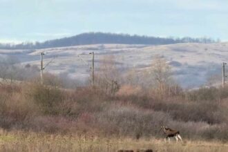 descoperire importanta in romania elan filmat in hunedoara nu se stie de unde ar fi putut veni video 6939a92216d24