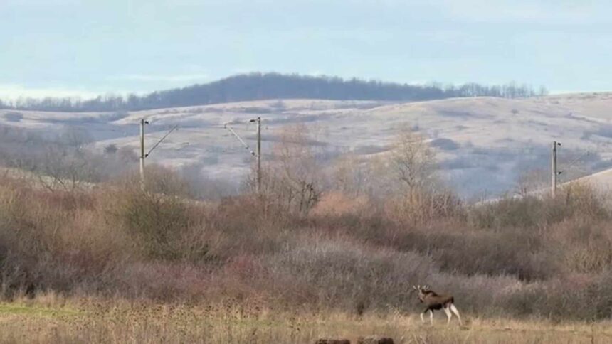 descoperire importanta in romania elan filmat in hunedoara nu se stie de unde ar fi putut veni video 6939a92216d24