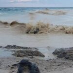 dezastru ecologic la marea neagra dupa bombardamentele din odesa poluare cu ulei vegetal si numeroase pasari gasite moarte 694d6b05d5630