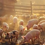 dreptate pentru fermierii care nu au primit despagubiri pentru animalele sacrificate in urma focarelor de boala romania risca un val de procese dupa o decizie iccj 6931b11fc36db