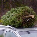 este legal sa transporti bradul de craciun cu masina ce sanctiuni risca romanii prinsi pe picior gresit 694017f69fa73