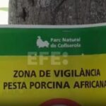 focar de pesta porcina in spania o treime din exporturi blocate 692ea23a22e02