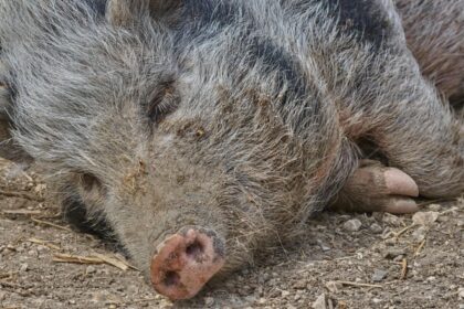 focarul de pesta porcina africana ridica semne de intrebare spania analizeaza si ipoteza unei scurgeri accidentale din laborator 693344292225c