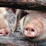 focarul de pesta porcina din arad a fost stins mii de animale au fost ucise preventiv in prag de sarbatori 69524d7b51c92