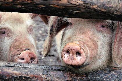 focarul de pesta porcina din arad a fost stins mii de animale au fost ucise preventiv in prag de sarbatori 69524d7b51c92