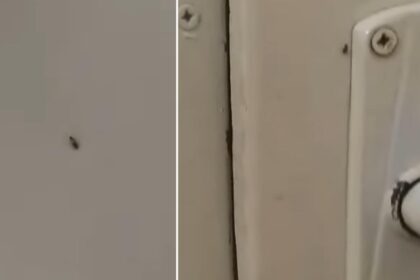 gandacii colcaie in voie in spitalul municipal sebes managerul sustine ca era doar un pui video 694419896aa24