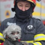 incendiu intr un bloc din giurgiu zeci de locatari evacuati in a doua zi de craciun 694e9ce16e1d3