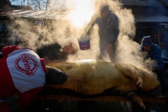 incident grav la taierea porcului un barbat si a injunghiat partenerul de pahar 6942c42521907