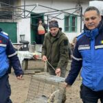 jandarmii montani au capturat o pisica salbatica in curtea unui localnic din tismana 69383b5b6fffb