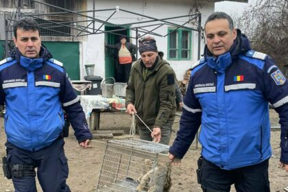 jandarmii montani au capturat o pisica salbatica in curtea unui localnic din tismana 69383b5b6fffb